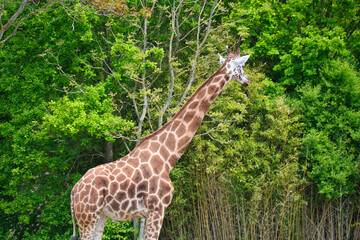 Giraffe im Leipziger Zoo, Blick vom Zooschaufenster im Park Rosental, Leipzig, Sachsen, Deutschland