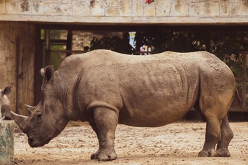 Obraz premium Rhinoceros standing in zoo