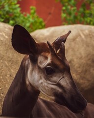 Closeup of okapi head