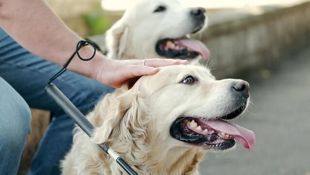 Blind man with a mobility cane sitting down petting his golden retriever guide dog, assistance dogs trained to lead and help blind or visually impaired people.