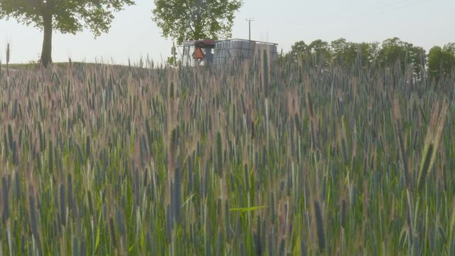 Tractor drives past barley field swaying in wind, trucking left shot