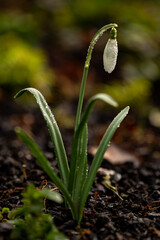 Schneeglöckchen im Sonnenschein 