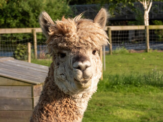 Obraz premium alpaca Vigugna pacos in zoo