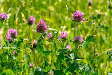 clover flowers in the garden