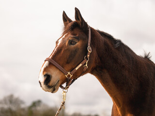 Pferd Gesicht Nahaufnahme Wald Abendlicht Sonne Sonnenuntergang Outdoor Halfter Warmblut Braun