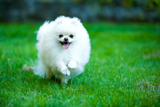White pomeranian puppy running on green grass