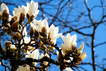 white Chinese or saucer magnolia flowers, large magnolia flowers against the background of withered branches of another tree of life death comparison of youth and old age