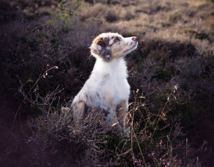 Hund Welpe Australian Shepherd Gesicht Nahaufnahme Wald Abendlicht Sonne Sonnenuntergang Outdoor