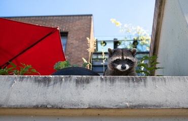 Cute raccoon looking down from balcony. Urban racoon looking at camera while sitting in front of...