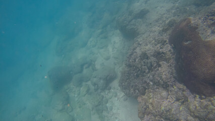 Panoramic scene under water and blue background
