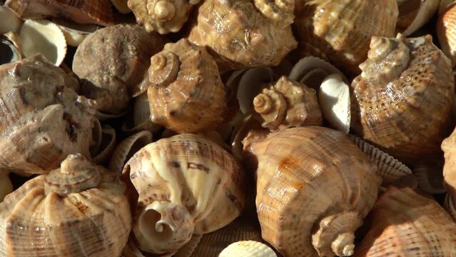 Sea shells on the beach. Summer background. Rapan conch shell top view. Beige light color. Aesthetic minimalism. Nature beauty. Mixed multi colorful seashells. Ocean coast. Seashell sun light