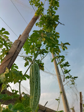 Selective focus. Wild bitter gourd, Bitter cucumber, Bitter gourd in garden with sky background. A food with a bitter taste.
