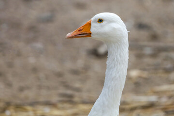Close up head White goose in nature farm garden at thailand