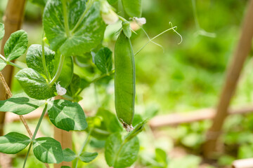 Fototapeta na wymiar Growing pea fruit, close-up, vegetable garden, organic farm