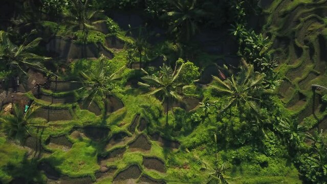 Ubud Bali Indo aerial cinematic drone paddies rice terrace field campuhan ridge walk huts Bali Indonesia Denpasar green water layer Kuta jungle birds flying  morning looking down slowly right movement