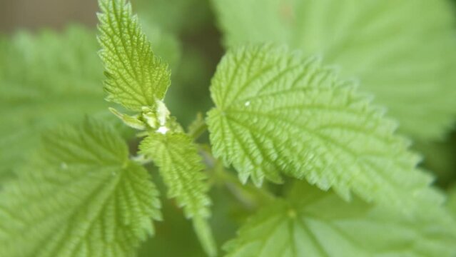 Macro Close Up of the Top of Green Stinging Nettles Showing Stinger Leaf and Stem