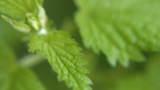 Macro Close Up of Green Stinging Nettles Showing Stinger Leaf and Stem