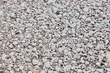 Some shells in the village on Fadiouth island, Senegal