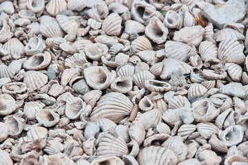 Some shells in the village on Fadiouth island, Senegal