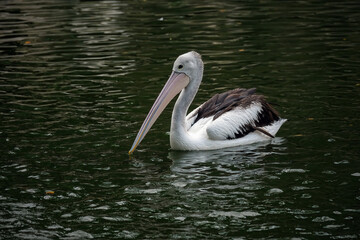 pelican on the water