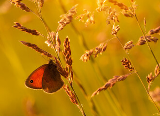 Kolorowy motyl wśród traw © mycatherina