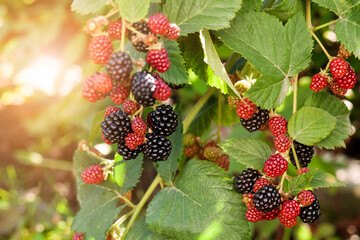 Blackberry Fruits Ripening. Blackberries Bush in Garden with Sun Light. Blackberry Harvest concept. - obrazy, fototapety, plakaty