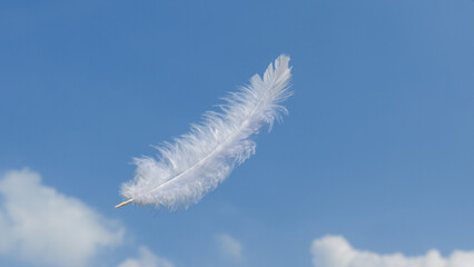 Beautiful Soft and Light White Fluffy Feathers Floating inThe Sky with Clouds