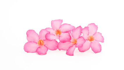 Fototapeta na wymiar Tropical flower Pink Adenium. Desert rose on isolated white background