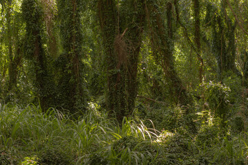 Panoramic scene from Hana forest in Maui, Hawai, 2022