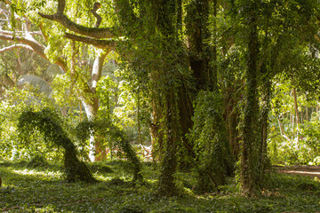 Panoramic scene from Hana forest in Maui, Hawai, 2022