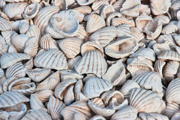 Some shells in the village on Fadiouth island, Senegal