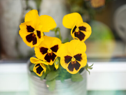 Funny looking pansy color resembles man face with beard and mustache. Yellow color flower for decoration in a garden.