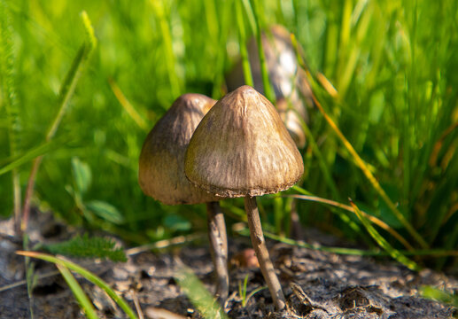 A close-up with a Panaeolus semiovatus mushroom and another defocused background
