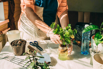 Senior woman planting on table at home