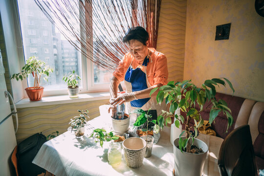 Senior woman preparing pot for planting saplings on table