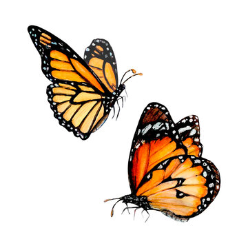 Watercolor illustration of beautiful orange and brown swallowtail butterflies on a white background. Drawing for logo, stickers, invitations, prints and cards