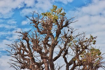 The baobab in the cemetry on Fadiouth island, Senegal