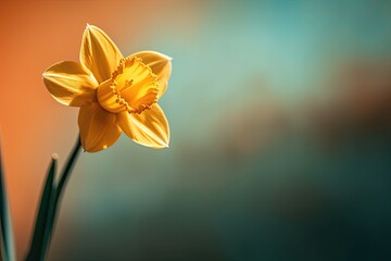 Obraz na płótnie Canvas Portrait daffodil flower with light exposure AI Generative