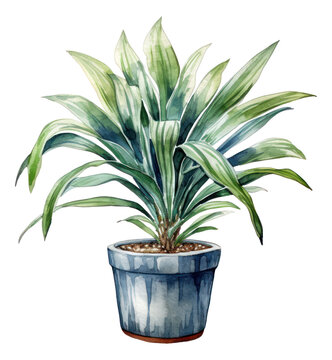 Watercolor hand drawn illustration of Dracaena plant isolated. Generative AI.