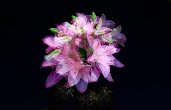 Multiple exposureof pink blooming lilies and buds