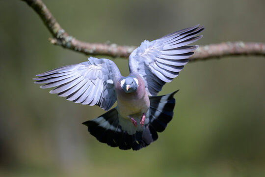 Pigeon flapping wings in front of branch