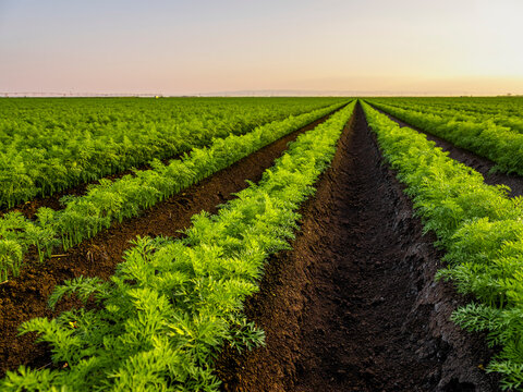 Green carrot field at sunset