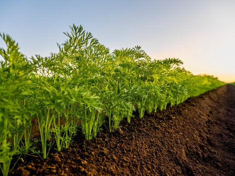 Green carrot plants on soil at farm