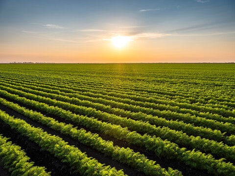 Vast carrot field at sunset