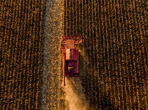 Combine harvester harvesting crops in corn farm