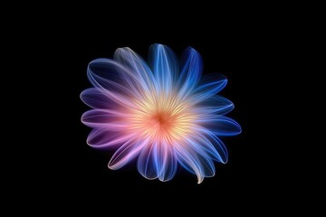 Portrait gerbera blooms flower isolated on black  AI Generative