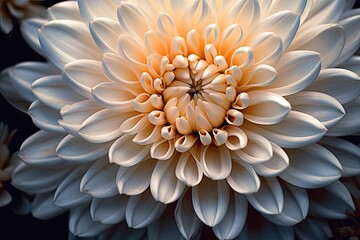 Portrait macro chrysanthemum with light exposure AI Generative  - obrazy, fototapety, plakaty