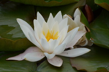 white water lily