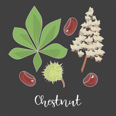 Chestnut Leaf With Flower and Seed on Black