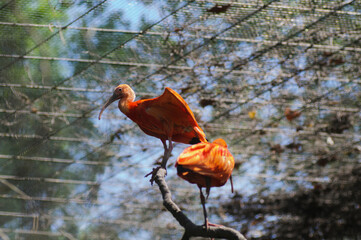 Scarlet ibis (Geronticus eremita)